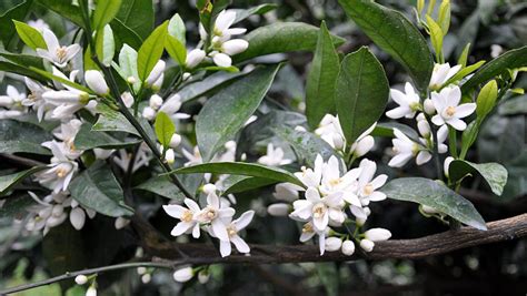 橘子樹開花